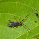 Image of Phaea juanitae Chemsak & Linsley 1988