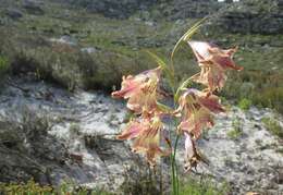 Imagem de Gladiolus maculatus Sweet