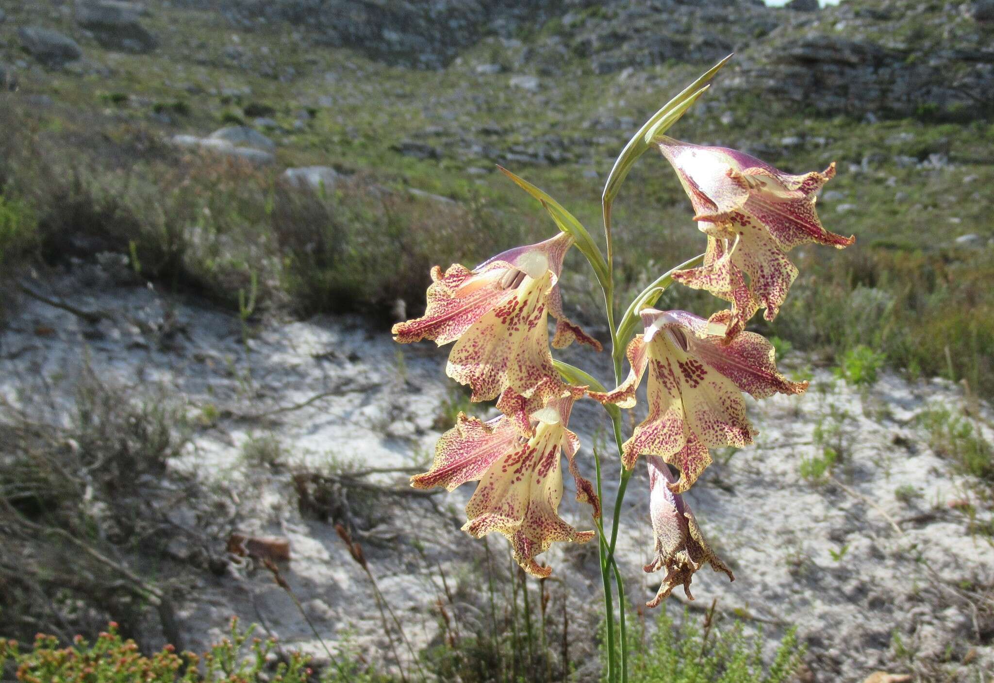 Plancia ëd Gladiolus maculatus Sweet