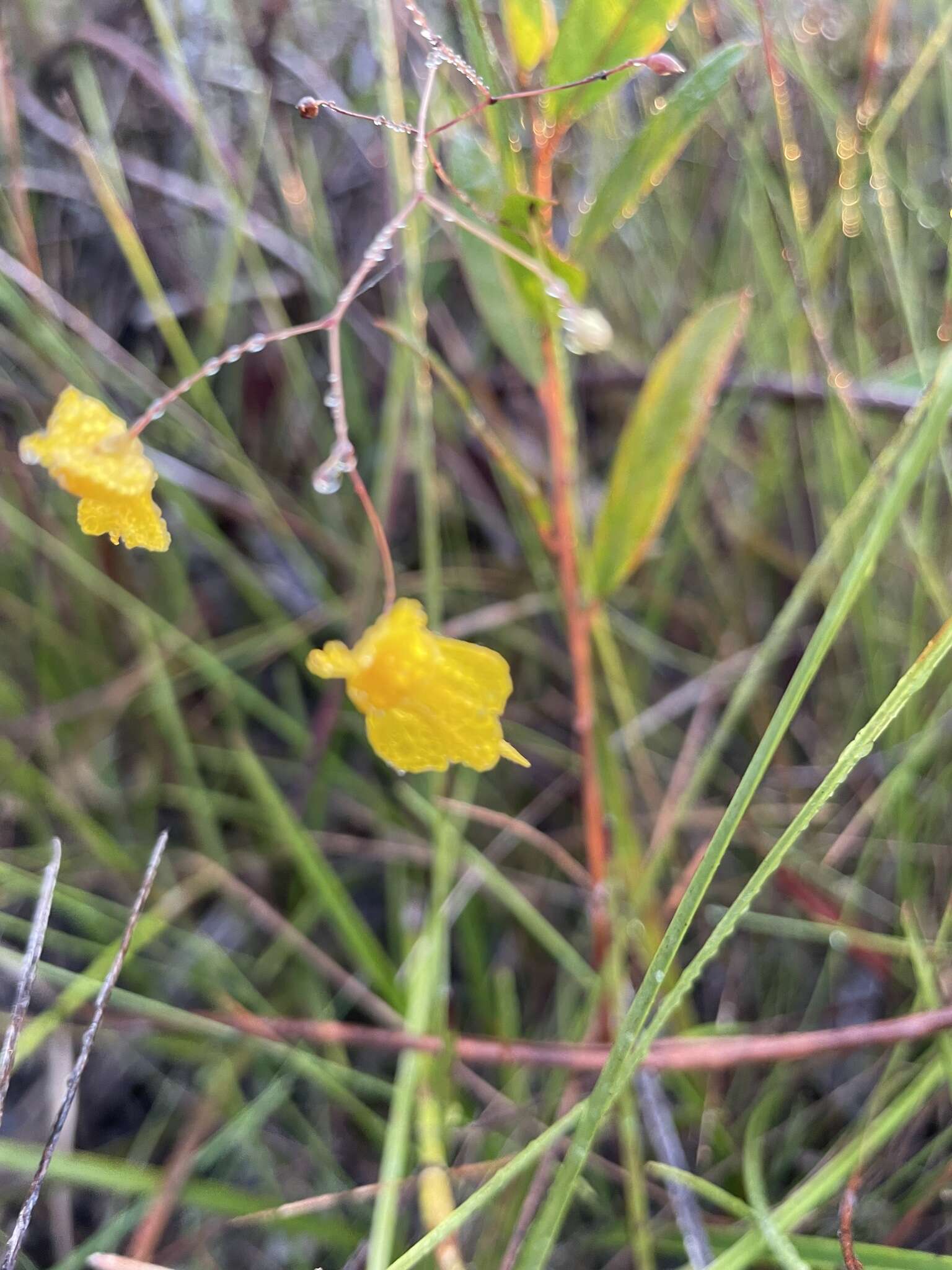 Sivun Utricularia nervosa G. Weber ex Benj. kuva