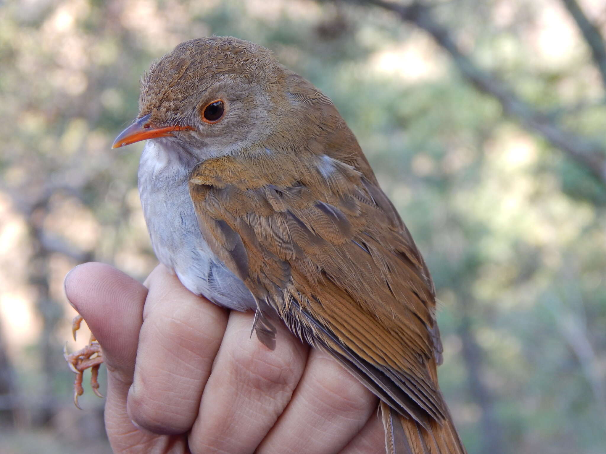 Image of Orange-billed Nightingale-Thrush