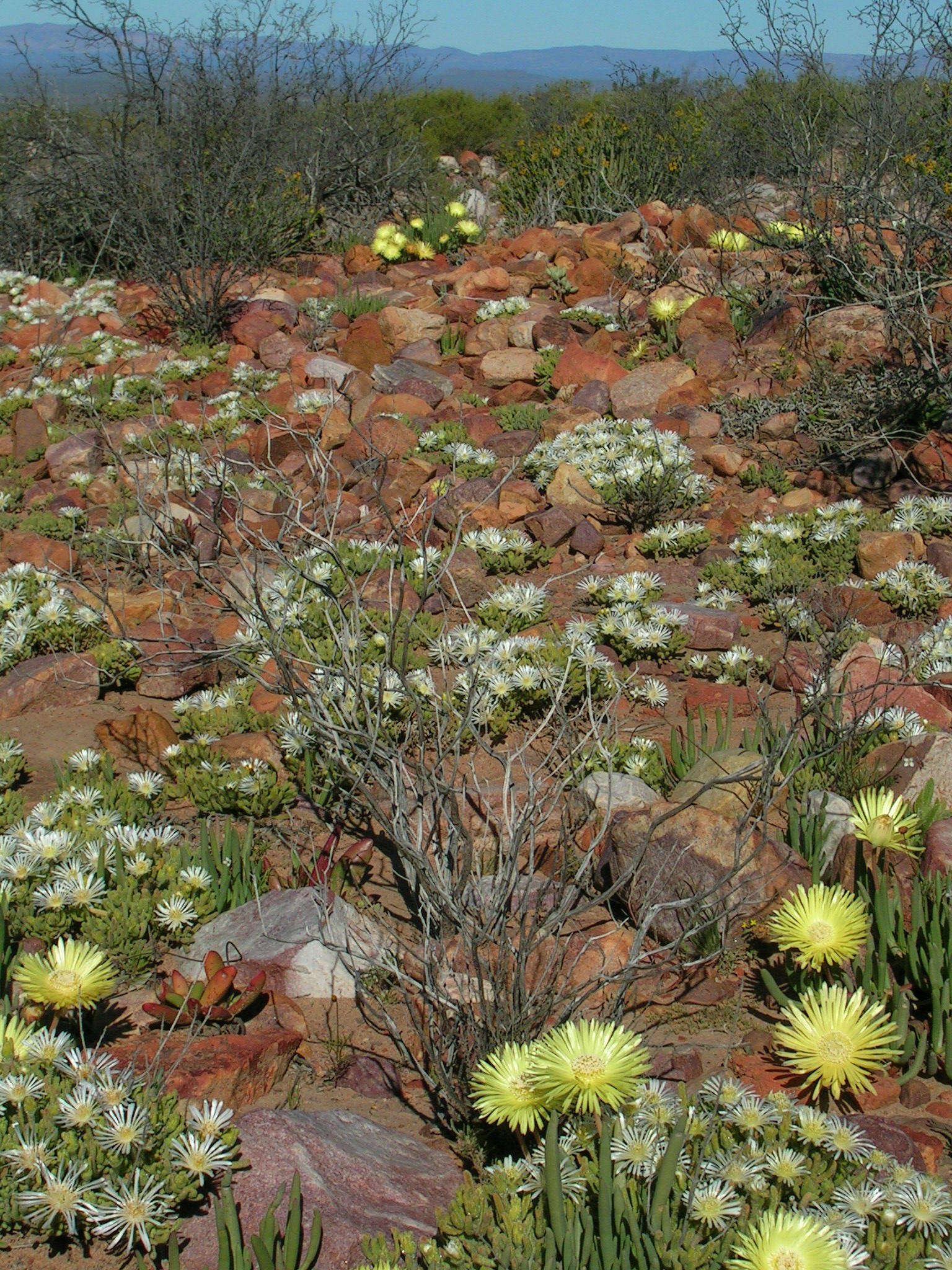 صورة Cephalophyllum loreum (L.) Schwant.