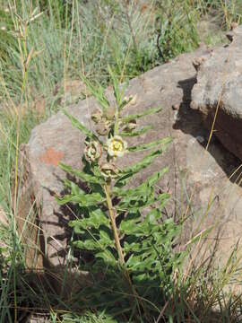 Image of Pachycarpus dealbatus E. Mey.