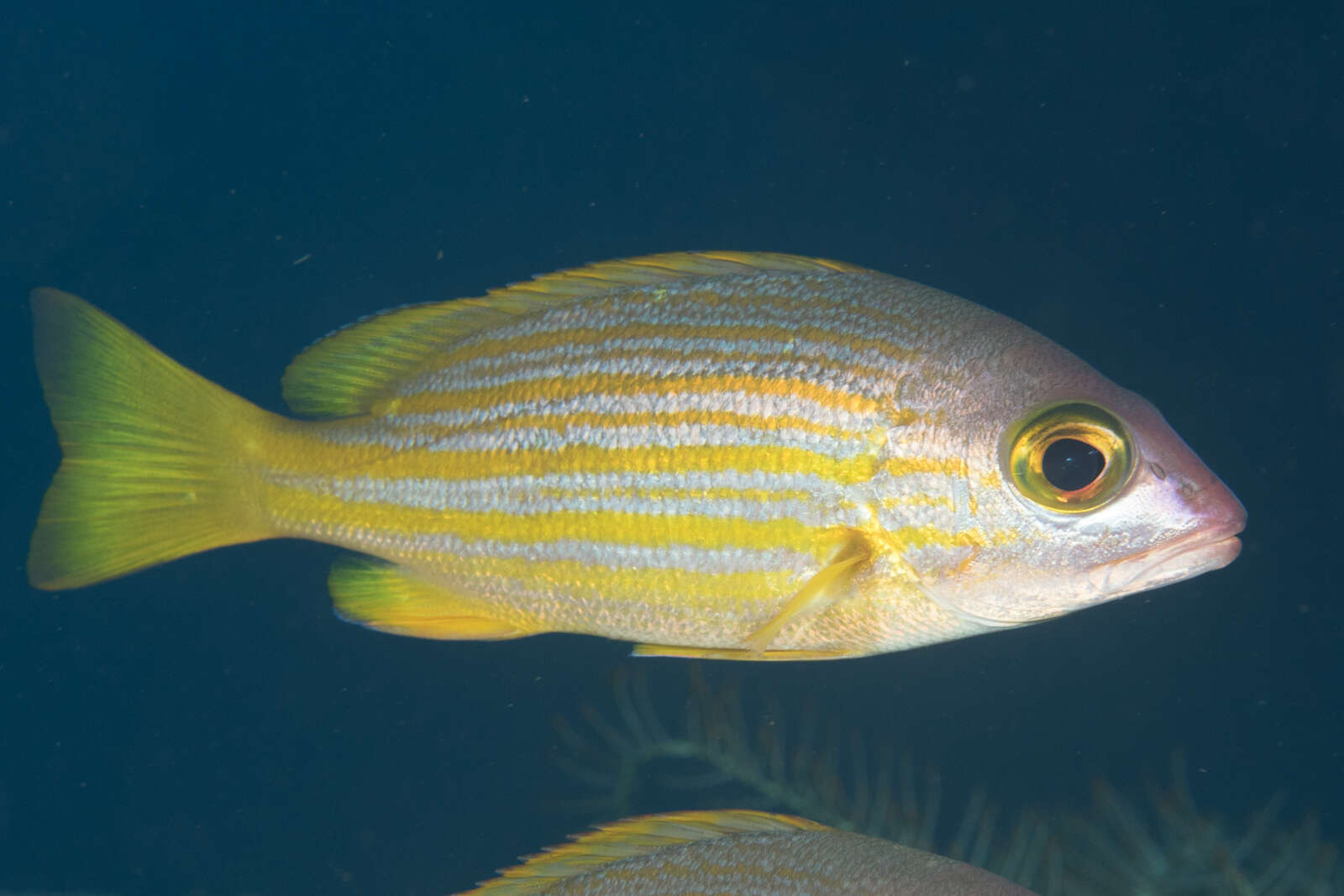 Image of Golden-lined snapper