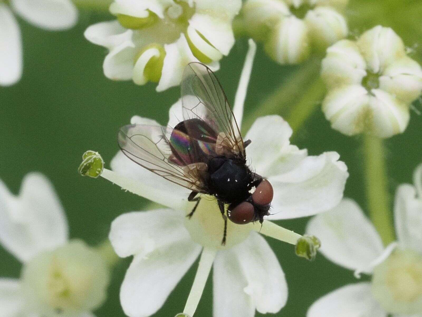 Image of Phasia barbifrons (Girschner 1887)