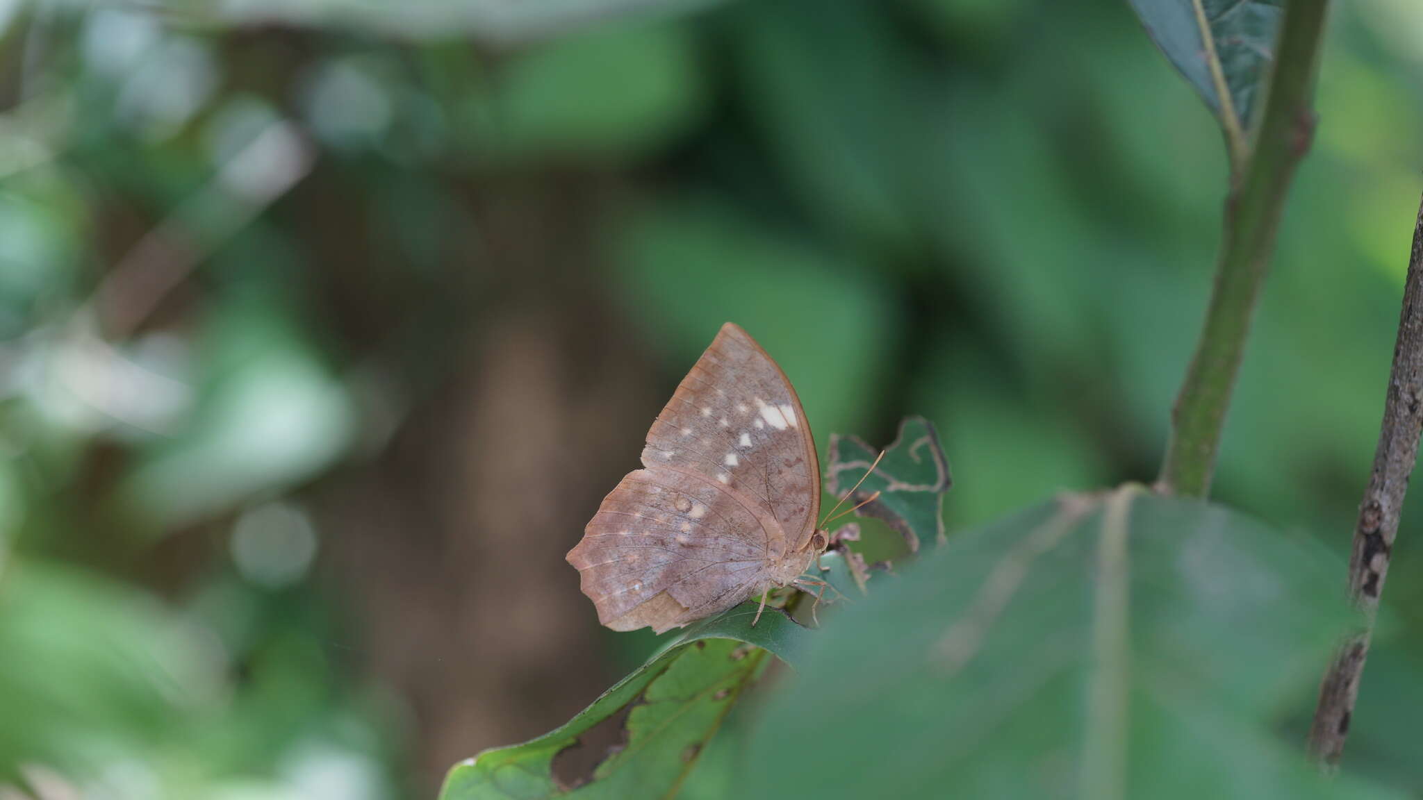 Imagem de Discophora sondaica zal Westwood (1851)