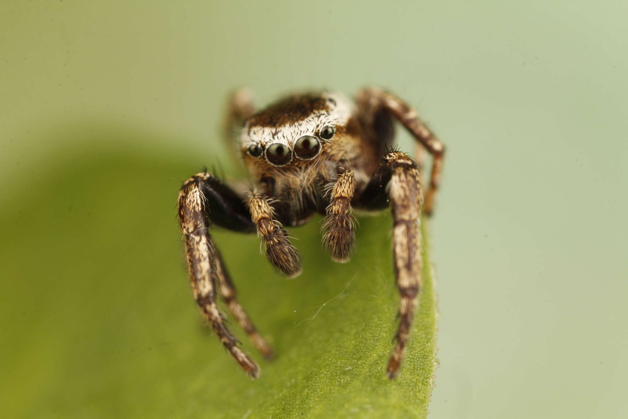 Image of Pelegrina furcata (F. O. Pickard-Cambridge 1901)