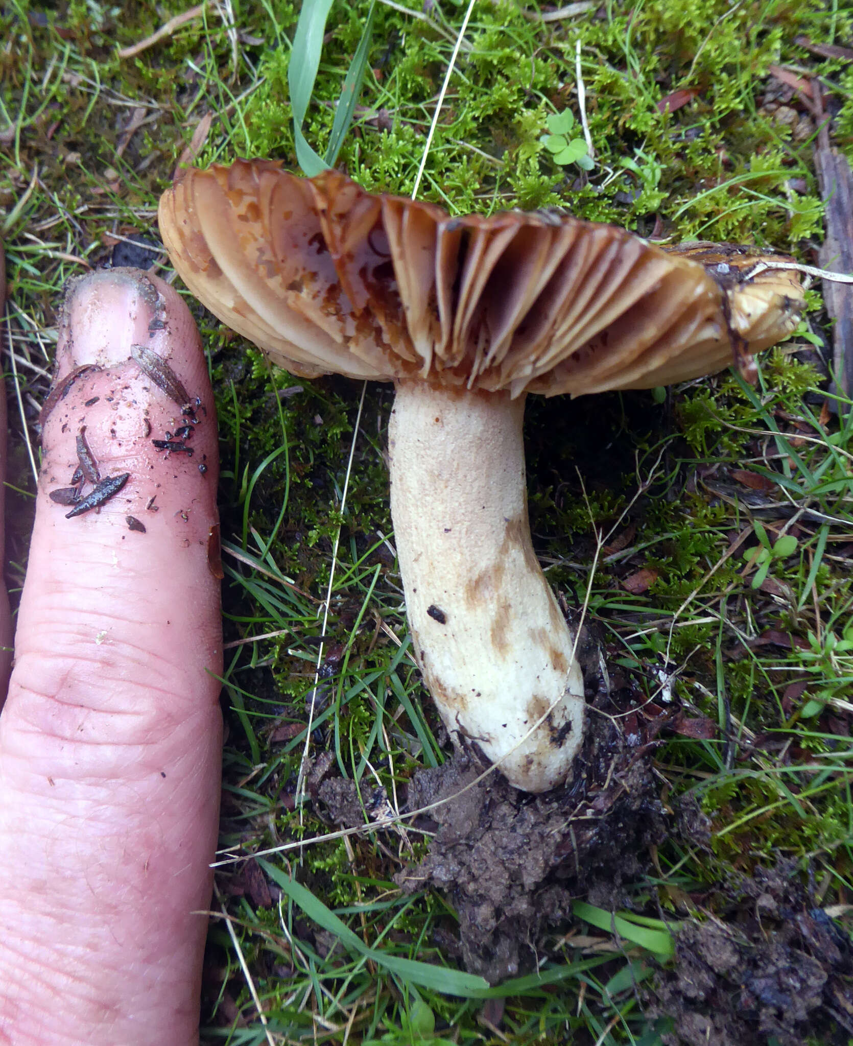 Image of Russula acrolamellata McNabb 1973