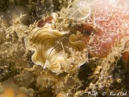 Image of candy striped flatworm