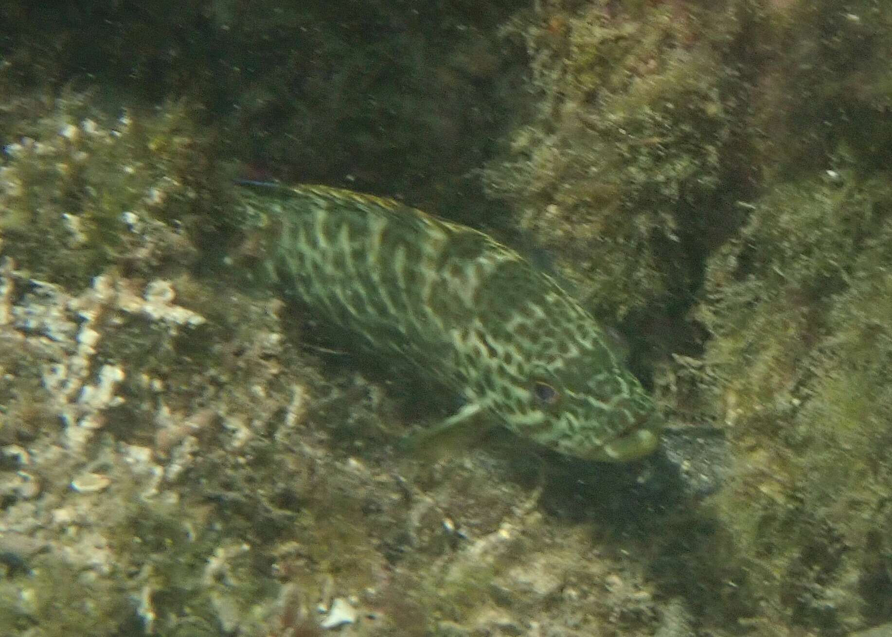 Image of Grouper