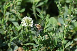 Image of Heterostylum robustum Osten Sacken 1877