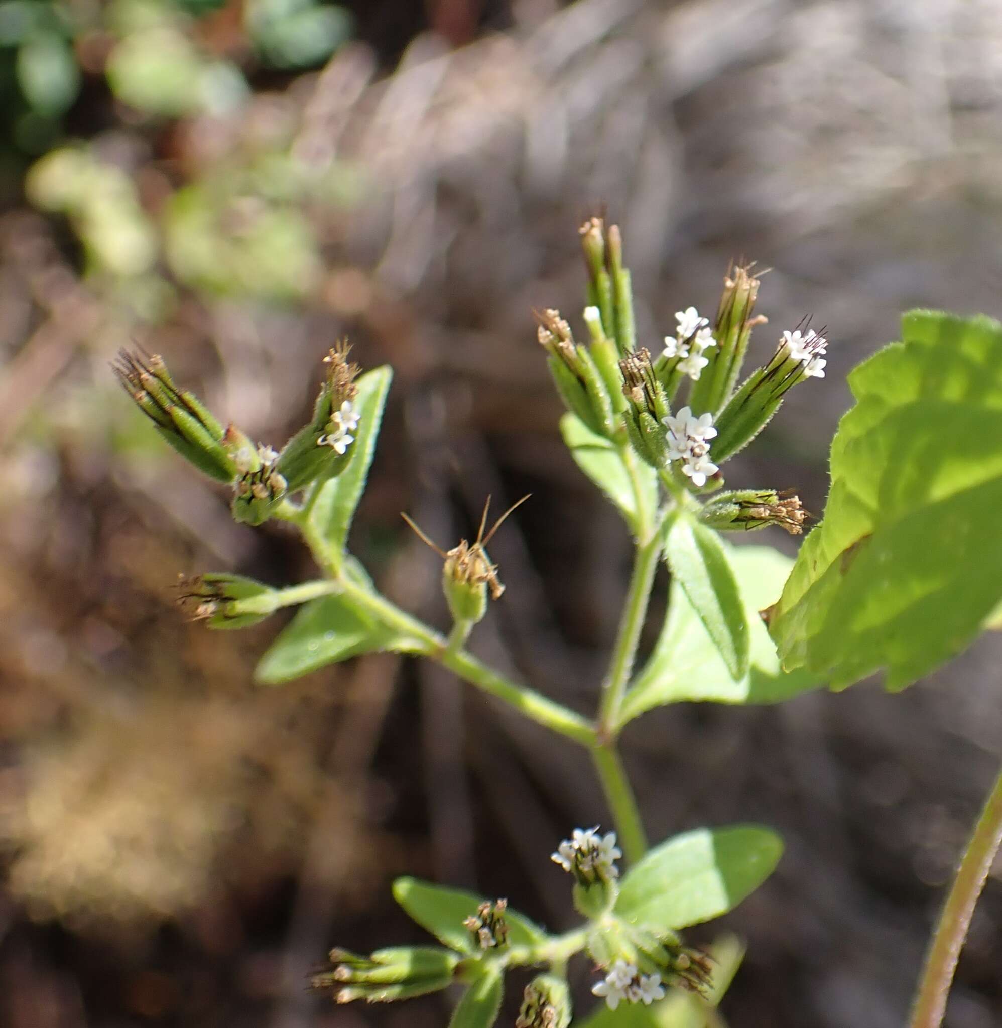 Image of annual candyleaf