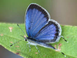 Image of Everes lacturnus rileyi