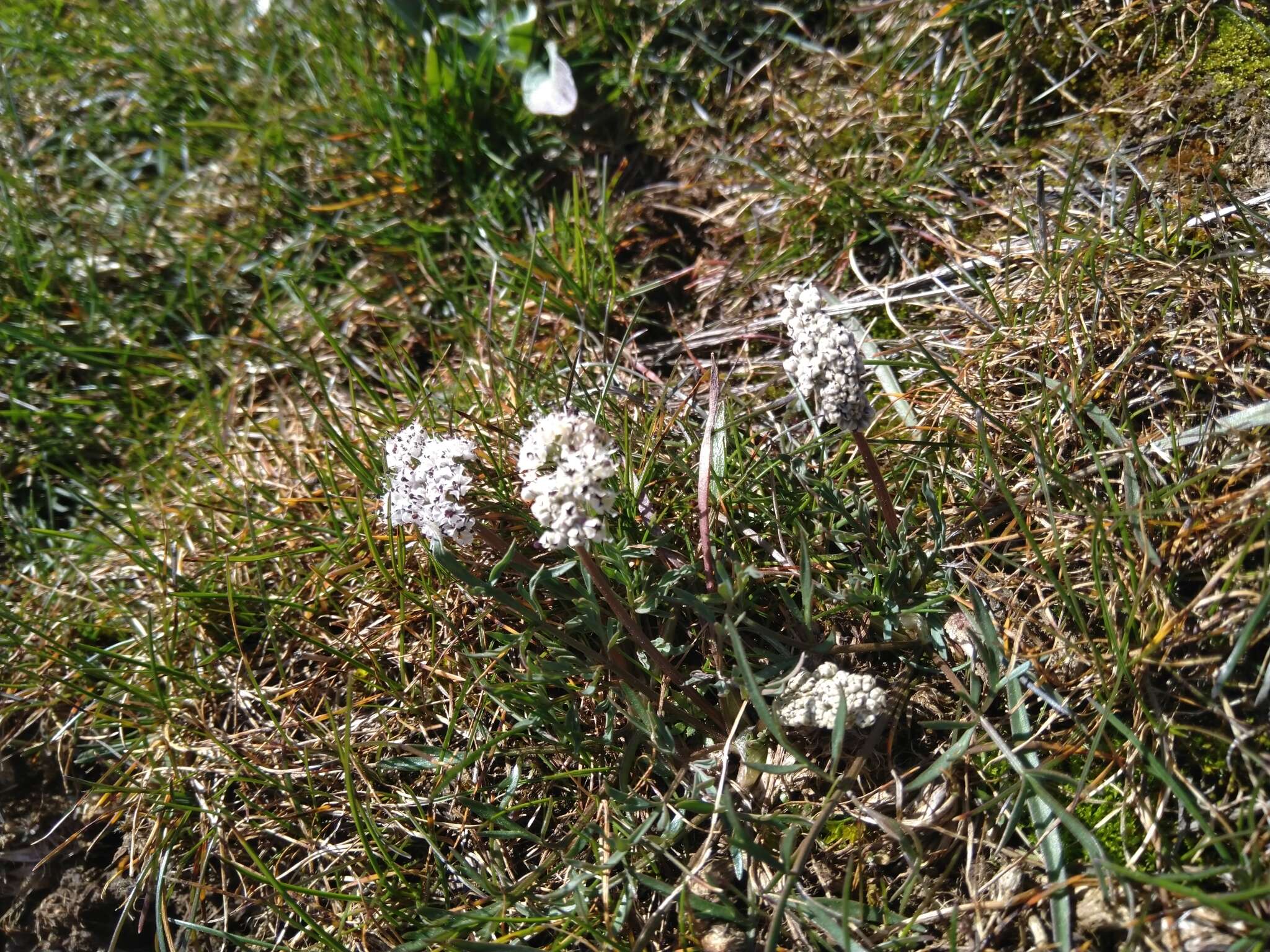 Image de Lomatium gormanii (T. J. Howell) Coult. & Rose