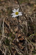 Image of Pulsatilla alpina subsp. alpina