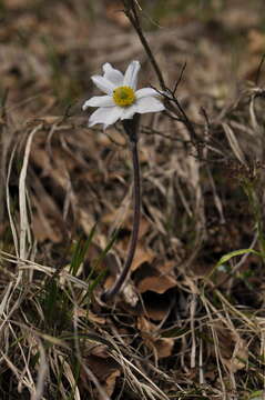 Imagem de Pulsatilla alpina subsp. alpina