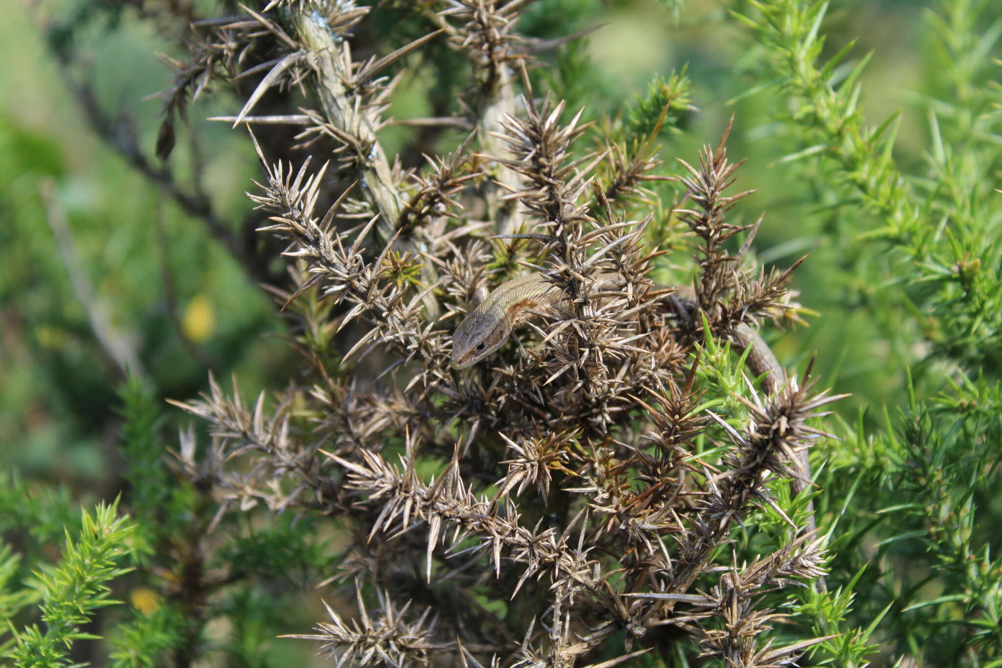 Image of Zootoca vivipara louislantzi Arribas 2009