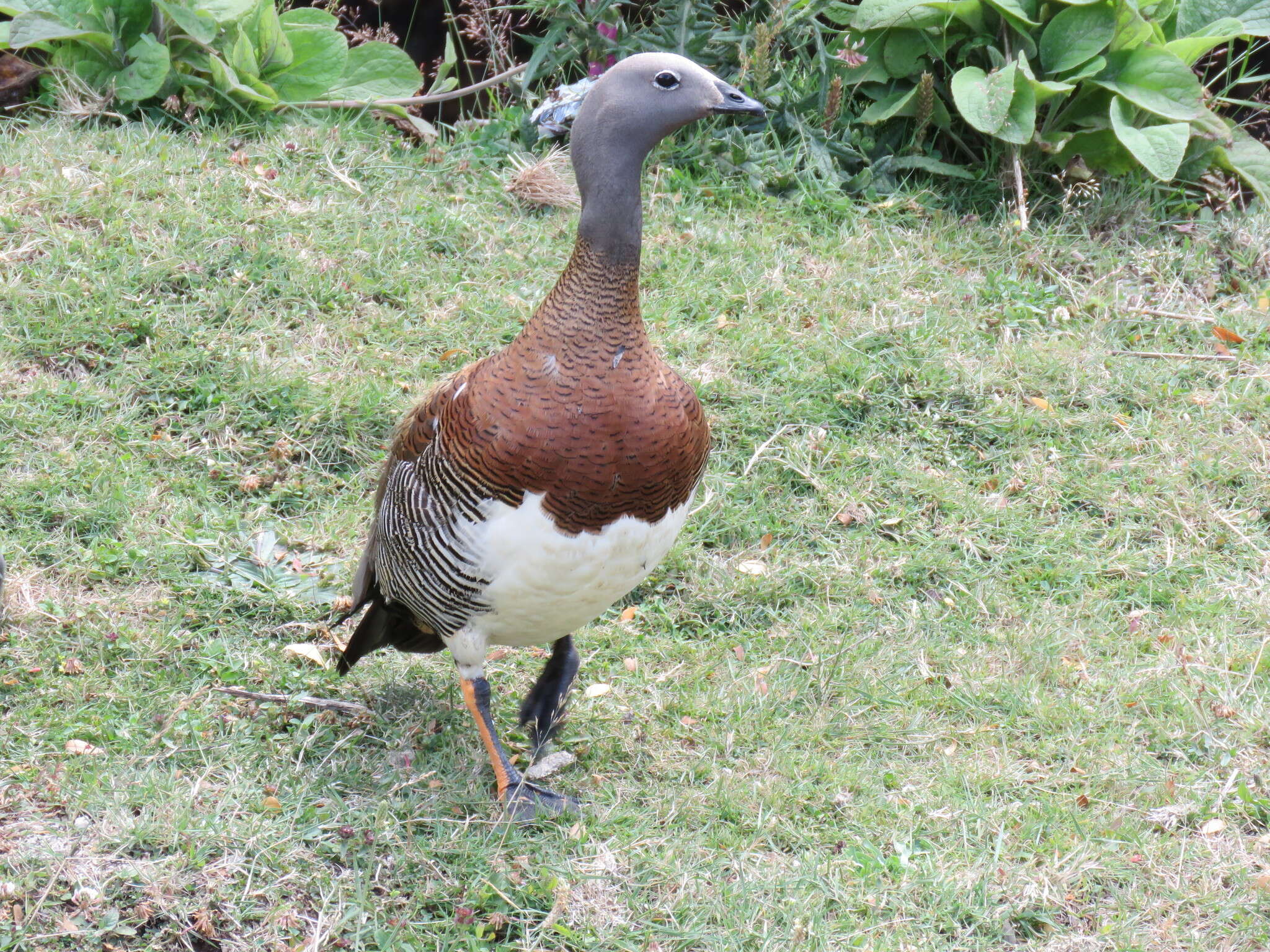 Image of Ashy-headed Goose