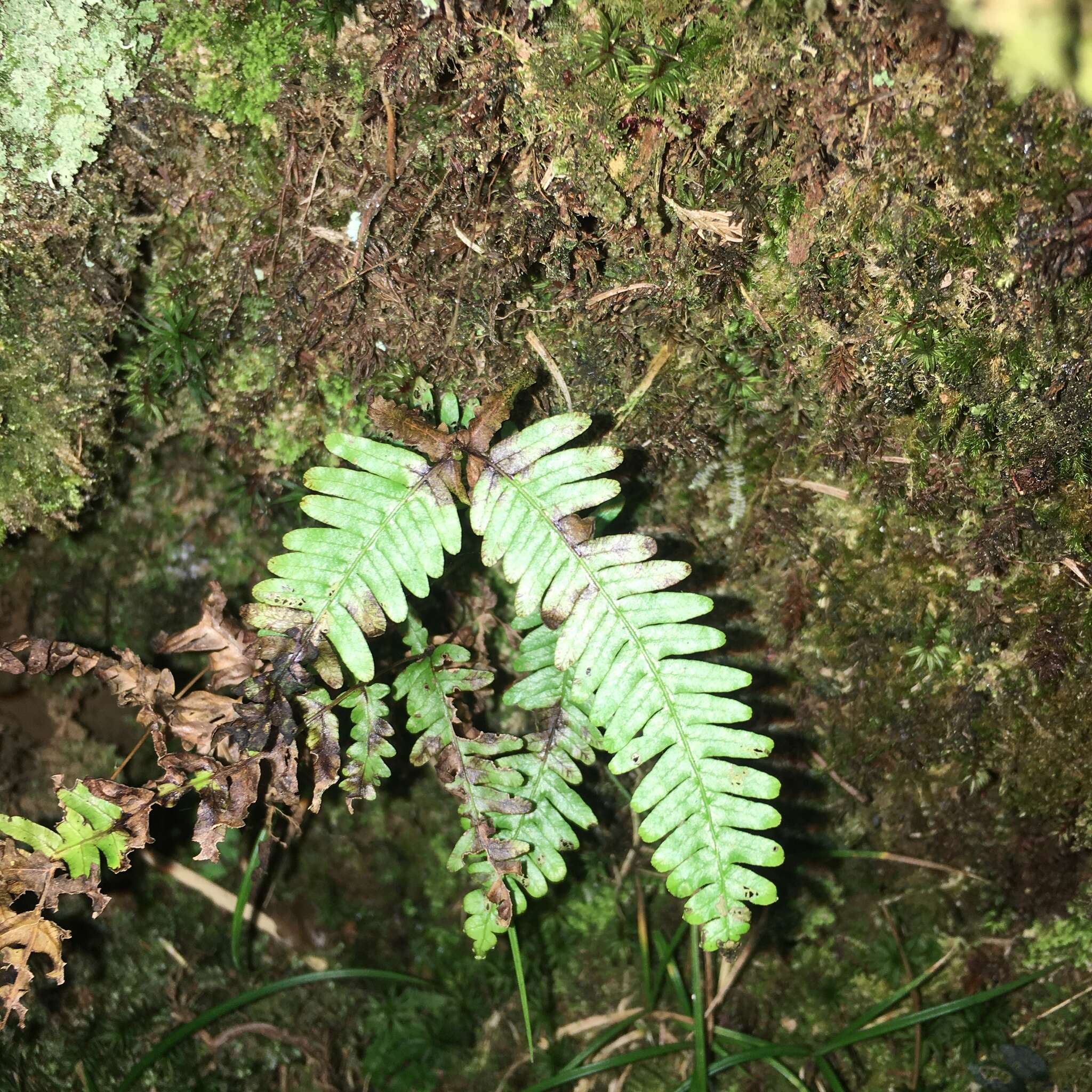 Image of Dicranopteris tetraphylla (Rosenst.) C. M. Kuo