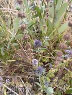 Imagem de Eryngium articulatum Hook.