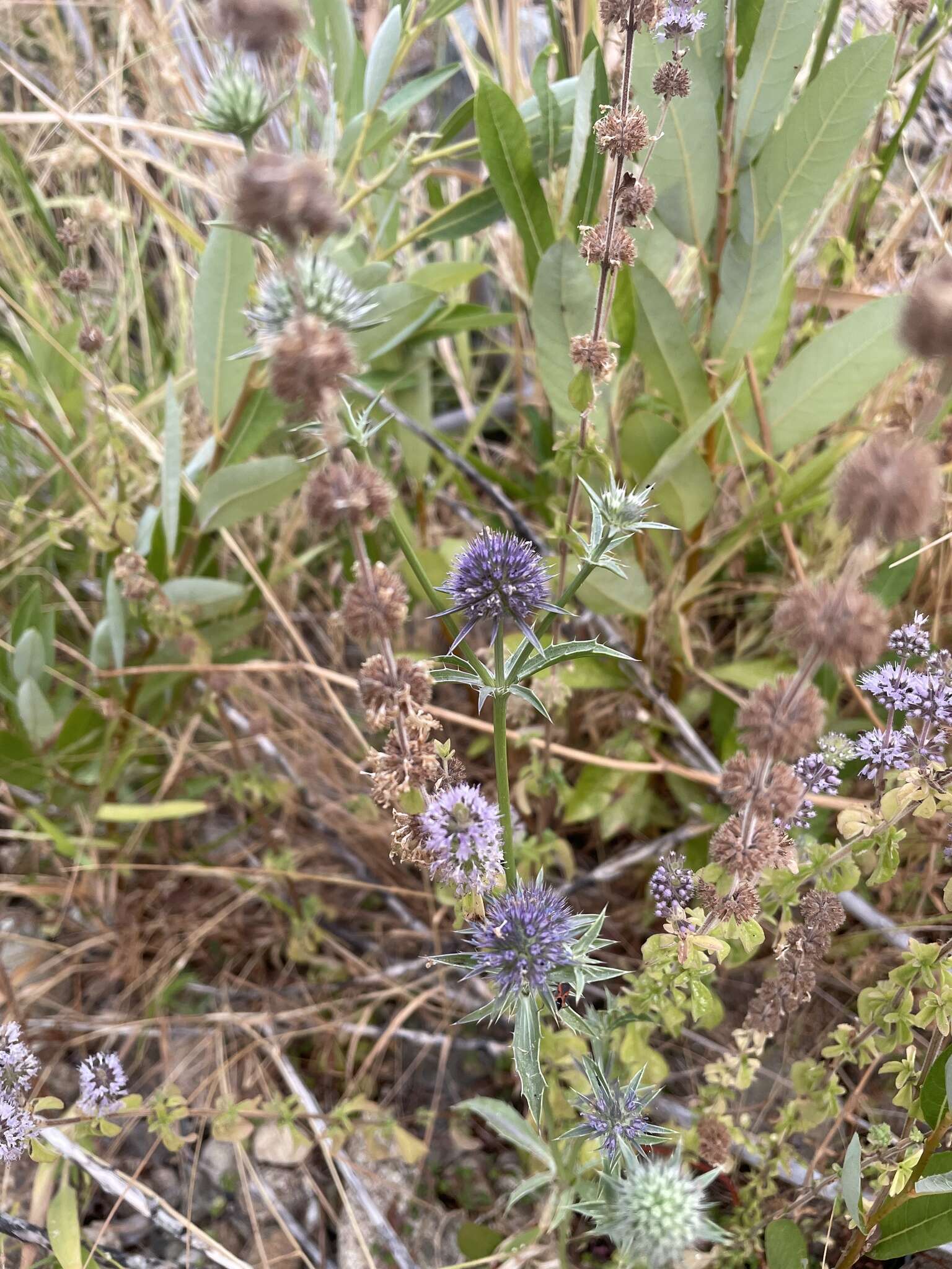 Imagem de Eryngium articulatum Hook.