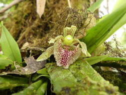 Image of Kefersteinia taurina Rchb. fil.