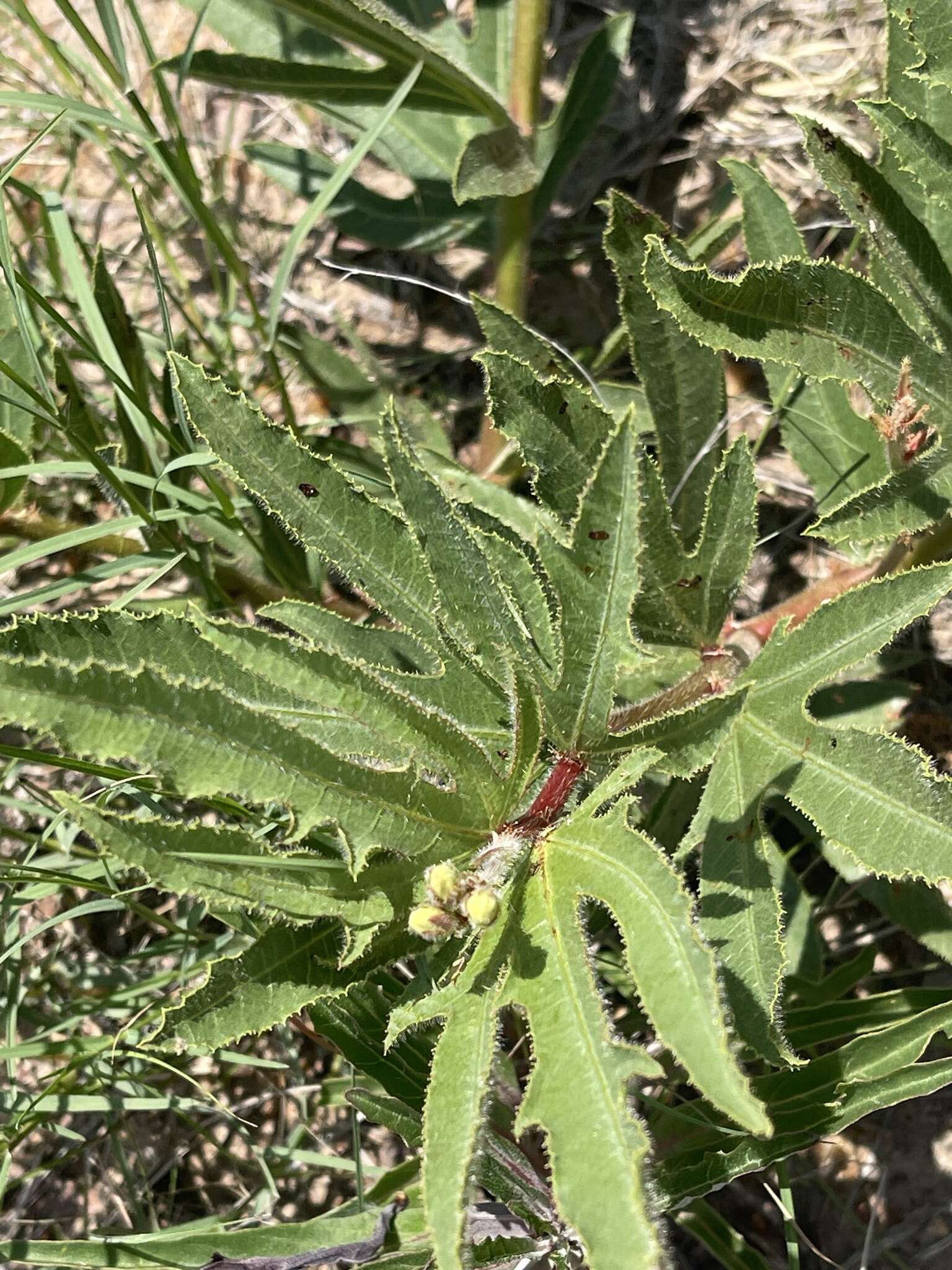 Image of Jatropha zeyheri Sond.