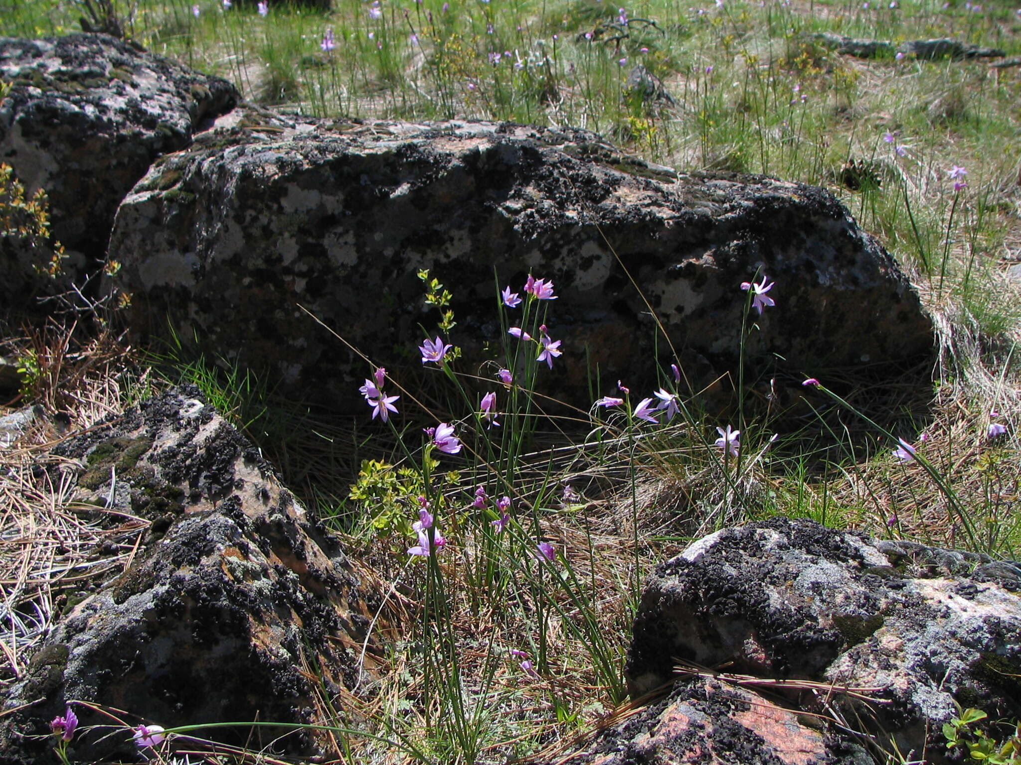 Image of inflated grasswidow