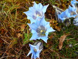 صورة Gentiana ornata (Wall. ex G. Don) Griseb.