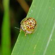 Cteisella guttigera (Boheman 1855)的圖片