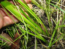 Juncus prismatocarpus R. Br. resmi