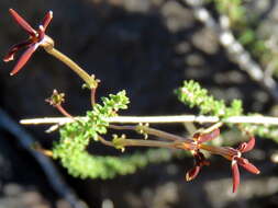 Image de Jamesbrittenia atropurpurea subsp. atropurpurea