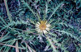 Image of Carlina acanthifolia subsp. cynara (Pourr. ex Duby) Rouy