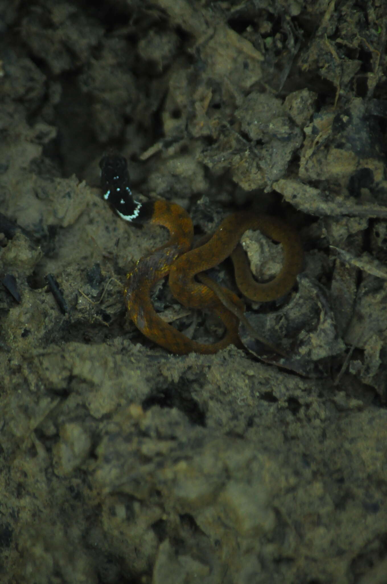 Image of Red-bellied Keelback