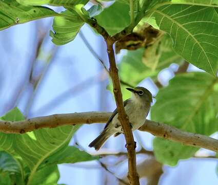 Image of Christmas Island White-eye