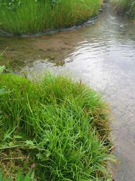 Juncus prismatocarpus subsp. leschenaultii (Gay ex Laharpe) Kirschner resmi