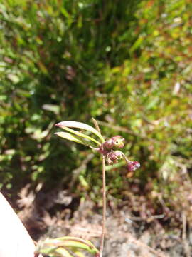 Imagem de Centella glabrata var. glabrata