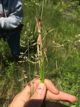 Image of Smooth Meadow-grass