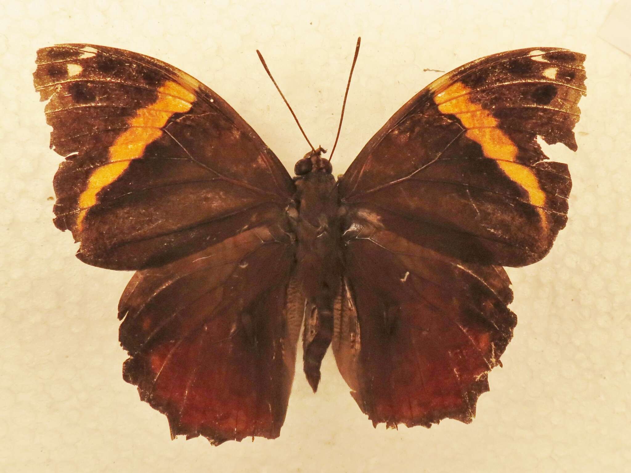 Image of Opsiphanes quiteria Stoll 1782