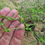 Image of sixangle spurge