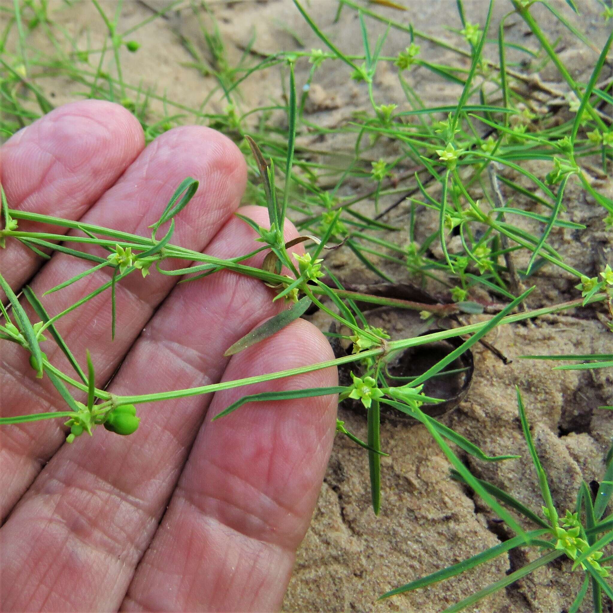 Image of sixangle spurge