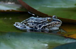 Image of Black-spotted frog