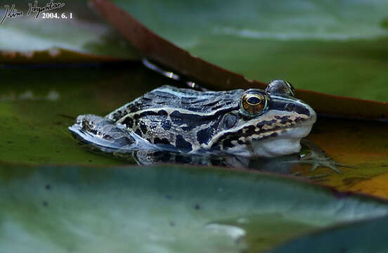 Sivun Pelophylax nigromaculatus (Hallowell 1861) kuva