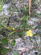 Imagem de Ludwigia leptocarpa (Nutt.) Hara