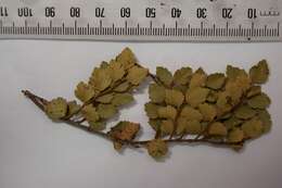 Image de Nothofagus menziesii (Hook. fil.) Oerst.