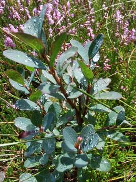 Plancia ëd Vaccinium uliginosum subsp. uliginosum