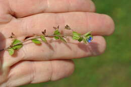 Image of Veronica opaca Fries