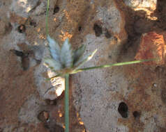 Image of Cyperus margaritaceus Vahl