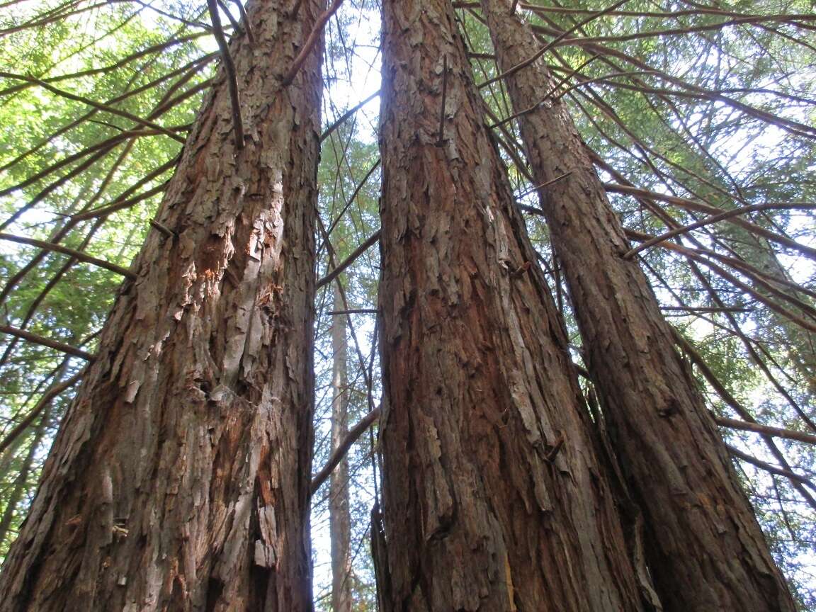 Imagem de Sequoia
