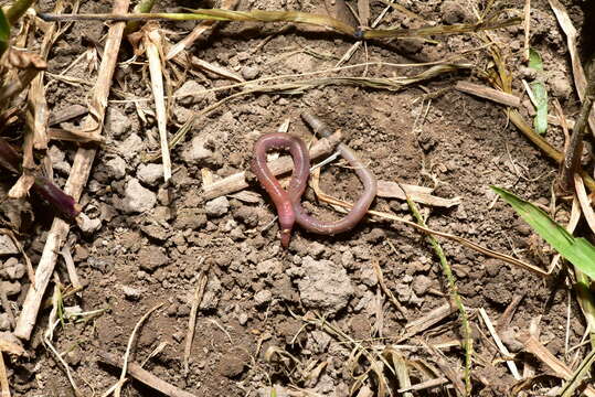 Image of Earthworm